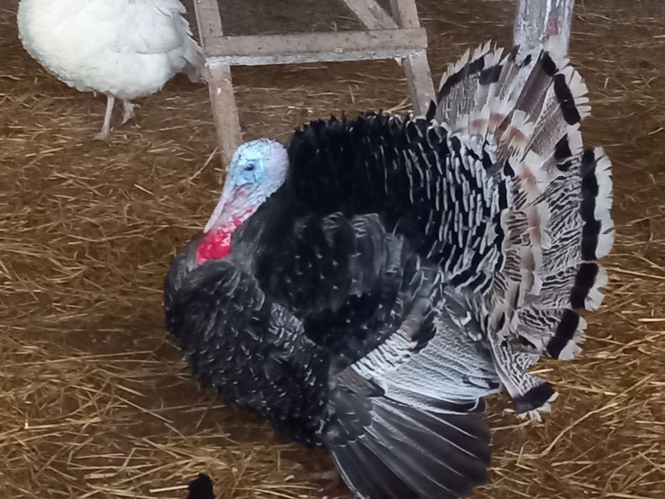 Индюки домашние.