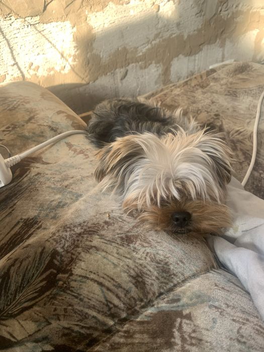 Продаю двух йориков