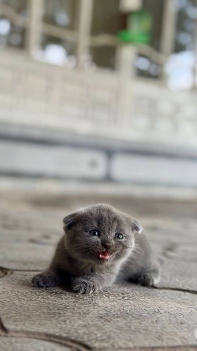 Шотландский вислаухи
