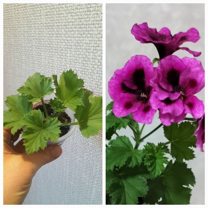 Продам Хомедорея