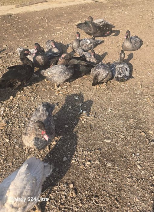 Индаутка  сатылады