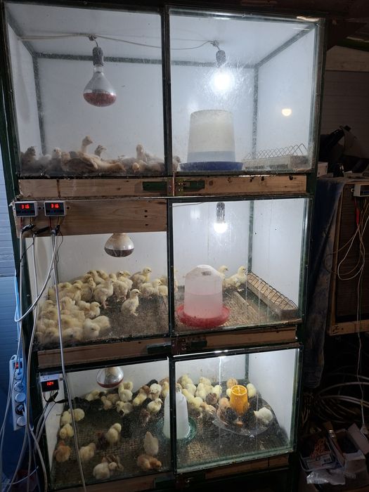 Vând pui brahma herminat deschis  si pui moțați încălțați  preț dela 15 leii!