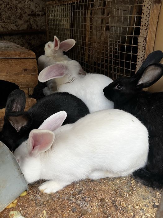 Гебрид куйонлар нова зеландски блан панон чатишган сотлади