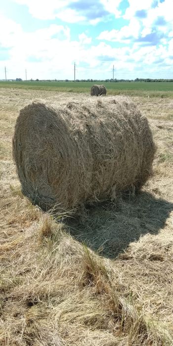 Продам сено самовывоз и доставка