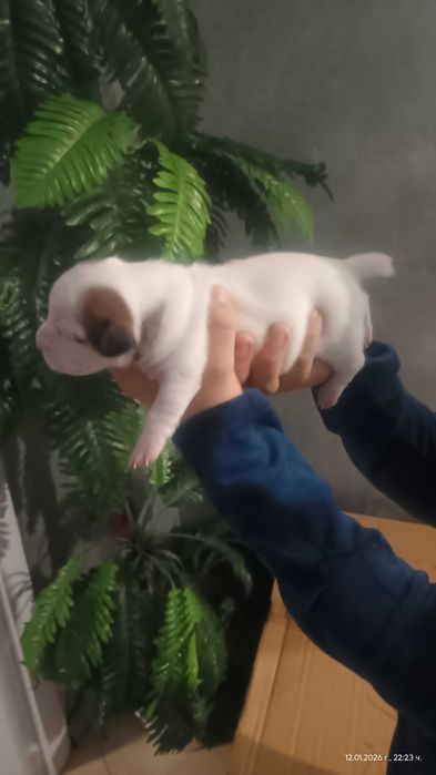 Джак Ръсел териер