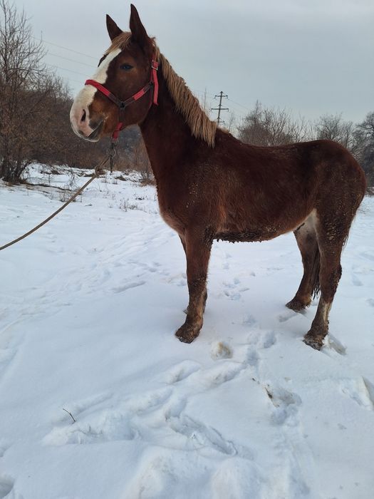 Продам жеребца советский тяжеловоз