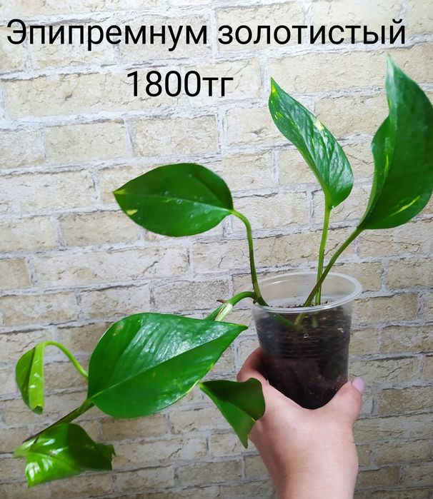 Продам комнатные растения