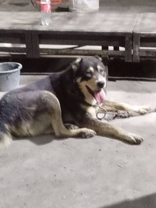 Alabay 1 Yarm yow 200$