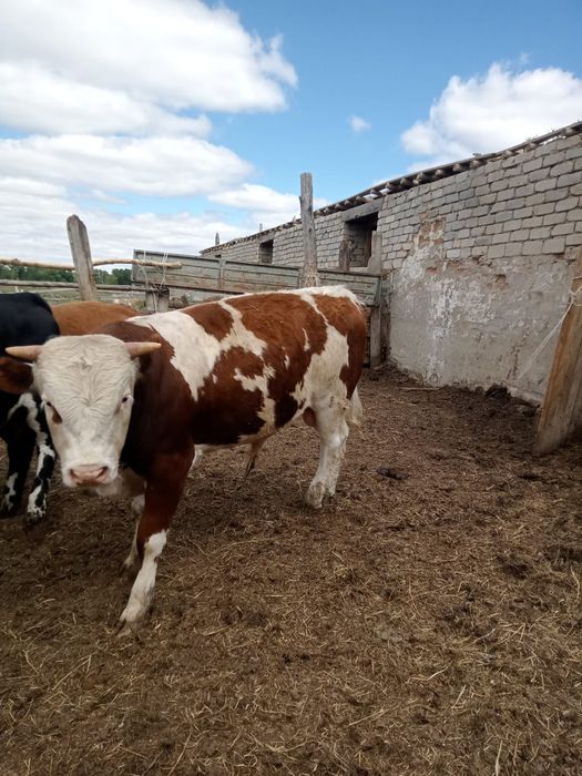 Бычки на курбан аит