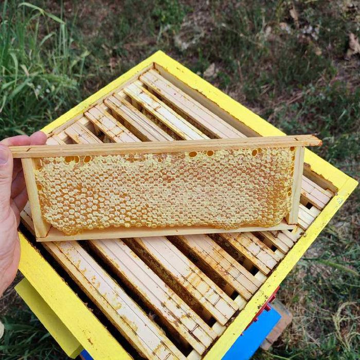 Пчелна рамка с мед / ЛУКС / Див градеж / 100% НАТУРАЛНО