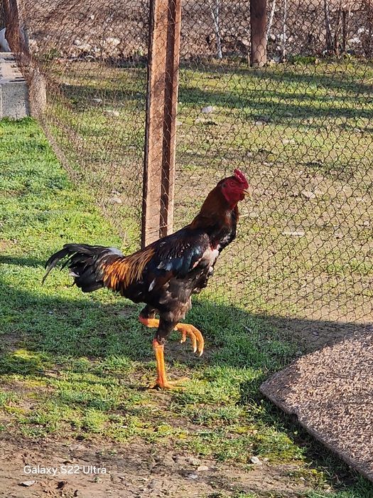 Продам даканов куры и питухи