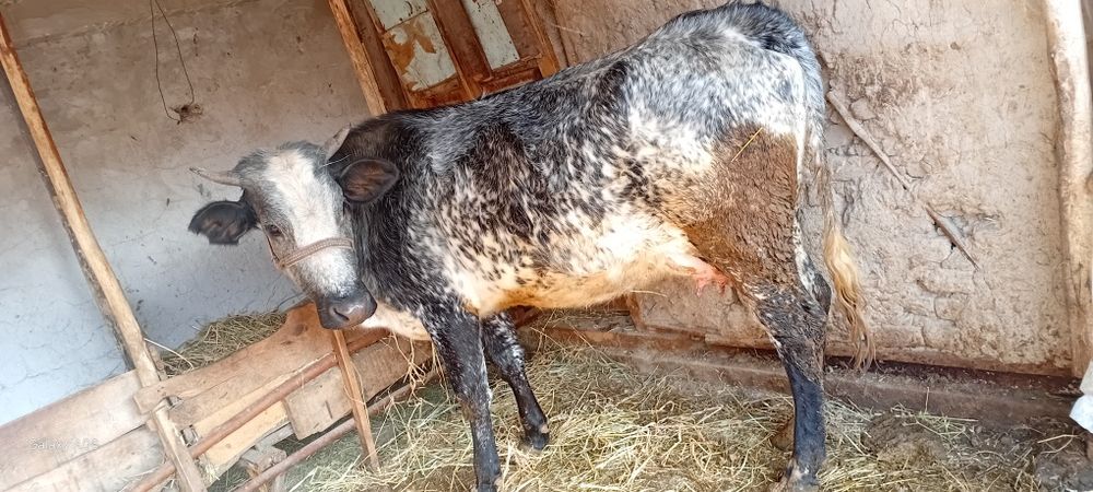 Ona-bola sigir sotildi