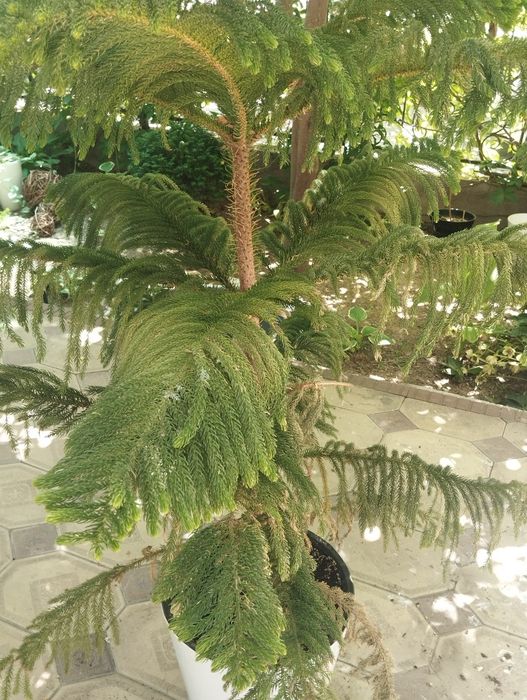 Арауакария комнотное растения