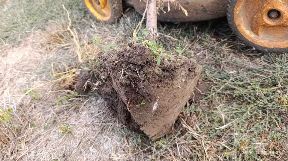 Западна туя Фастигиата / Thuja occidentalis Fastigiata