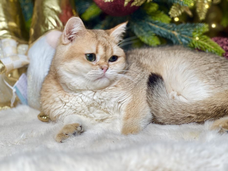 Золотая штншилла мальчик