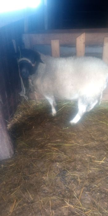 Vindem berbec de rasă