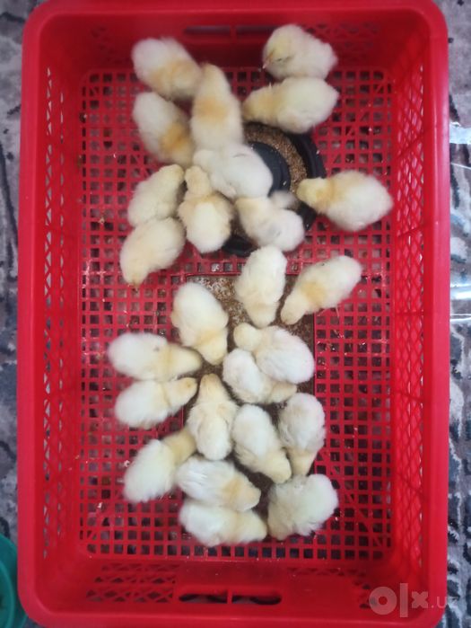 Adler jujalari sotiladi. Sogʻlom