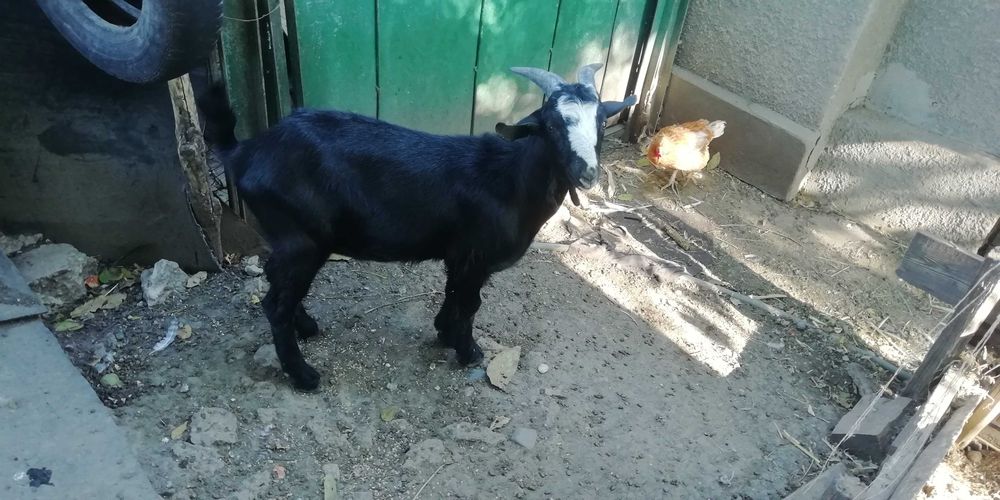 Tap pentru prasila de vanzare