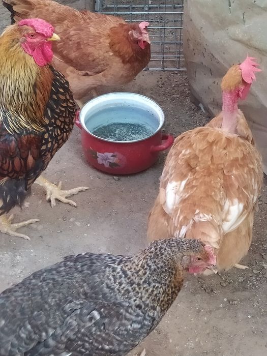 Cocosi și găini tinere