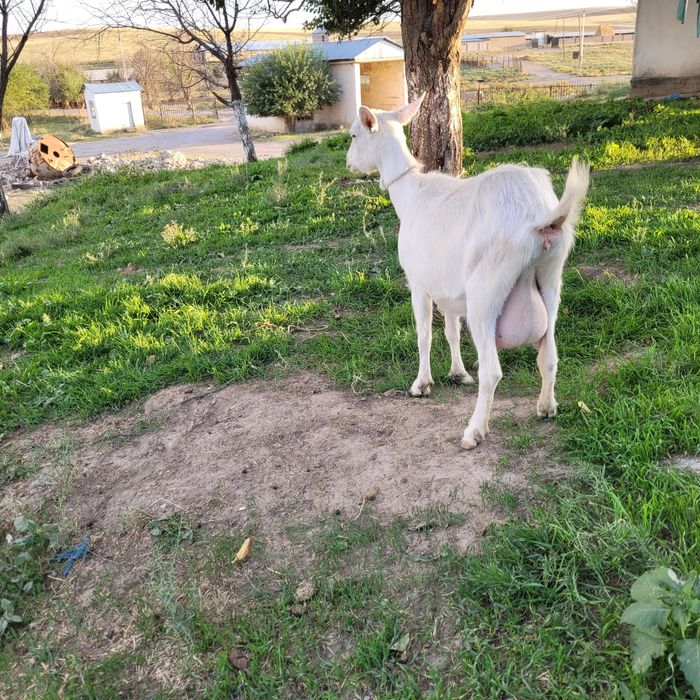 Заанен ешкі сатылады