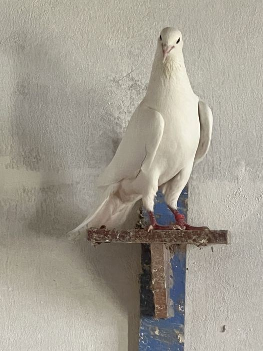 Иранские белые лётные крупные