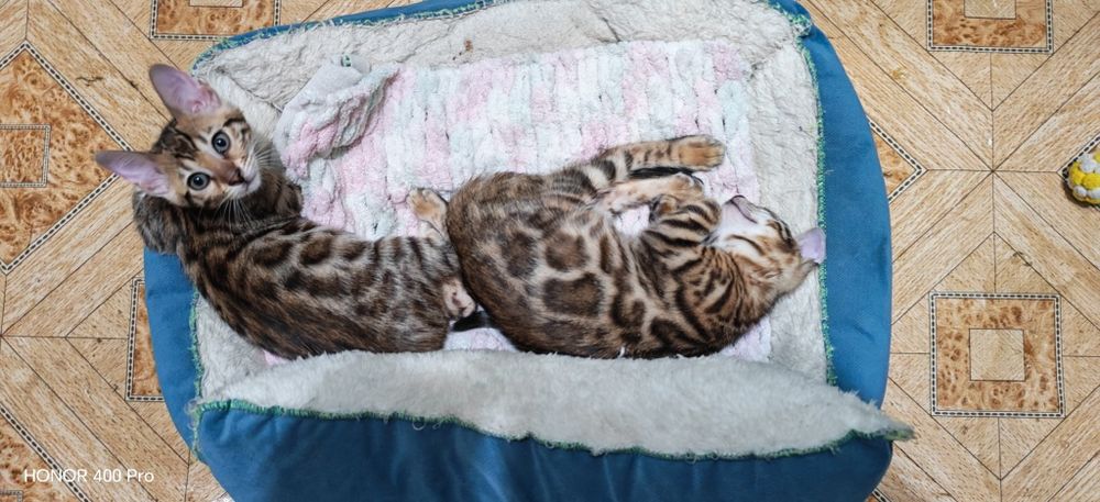 Чистокровные бенгальские котята