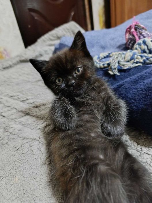 Котята скотиш фолд и страйт