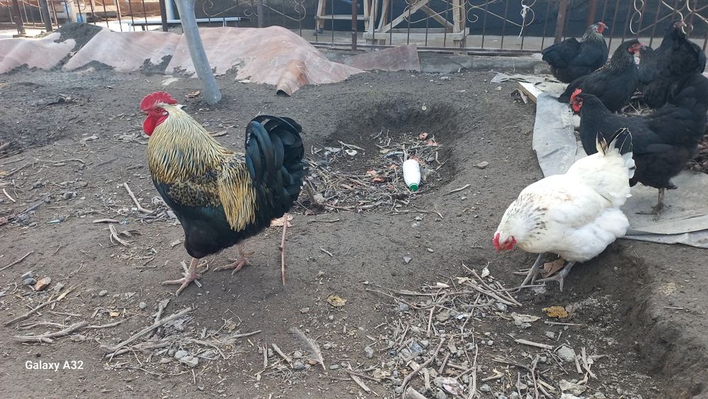 Үлкен қораз сатылады