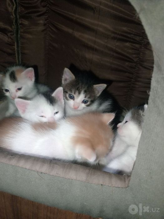 Mushuk.Кошки .котята