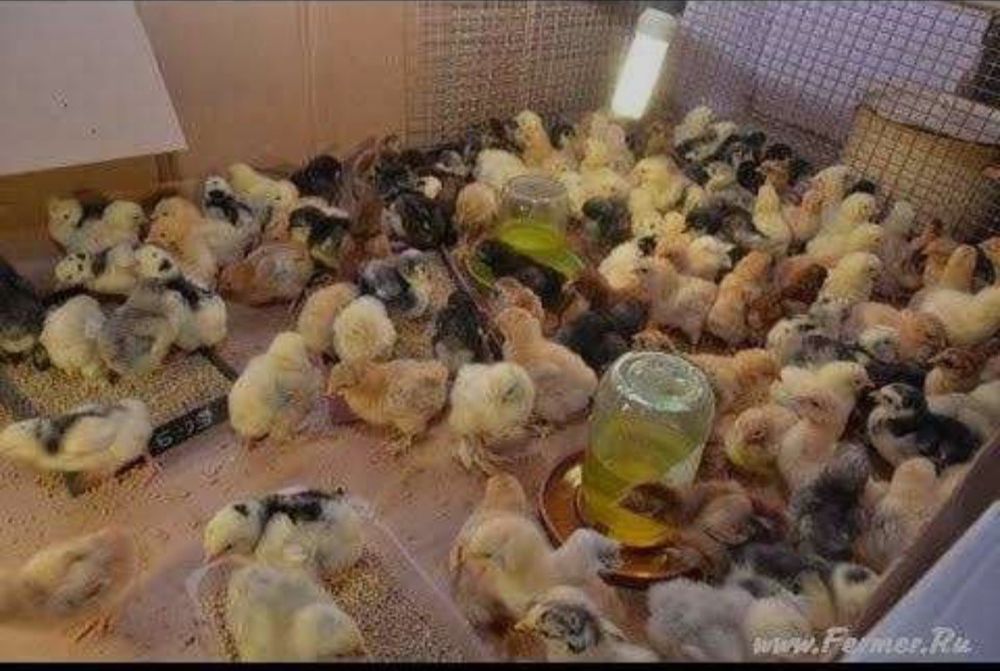 Балапан 500тг суточный