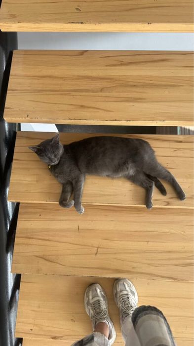 Кот серый 1,5 года