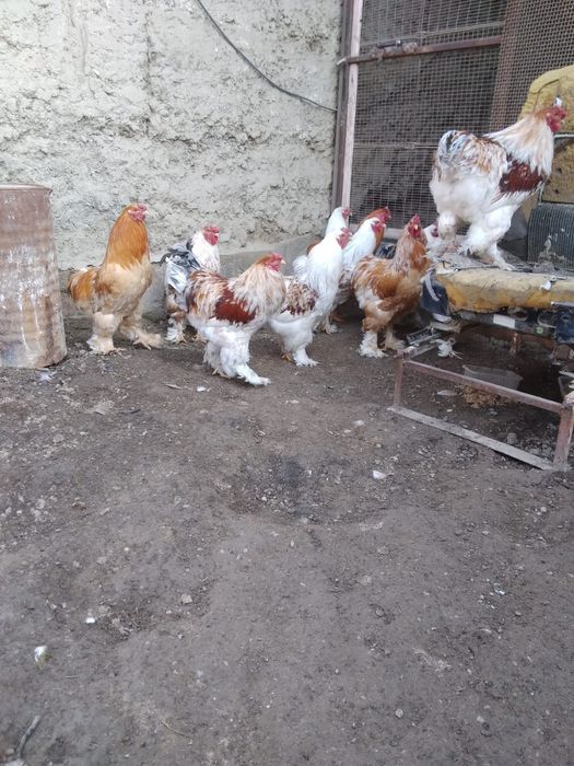 Продам молодых брамов.