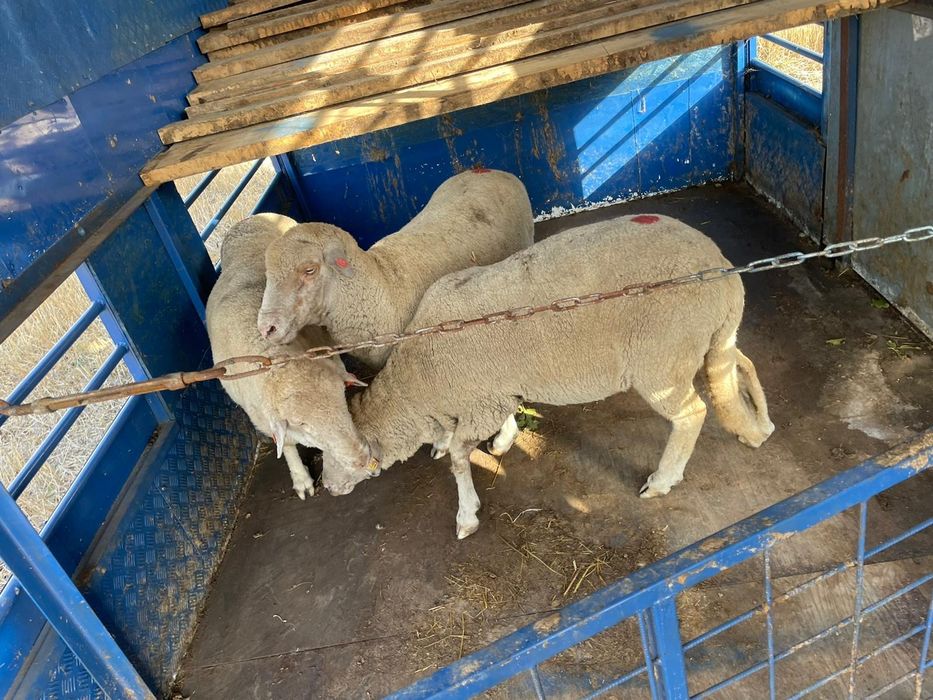 Caroserie/bena cub transport animale 2 nivele .doar cubul schimb jepp