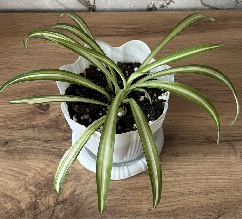 Комнатные растения. Домашние цветы