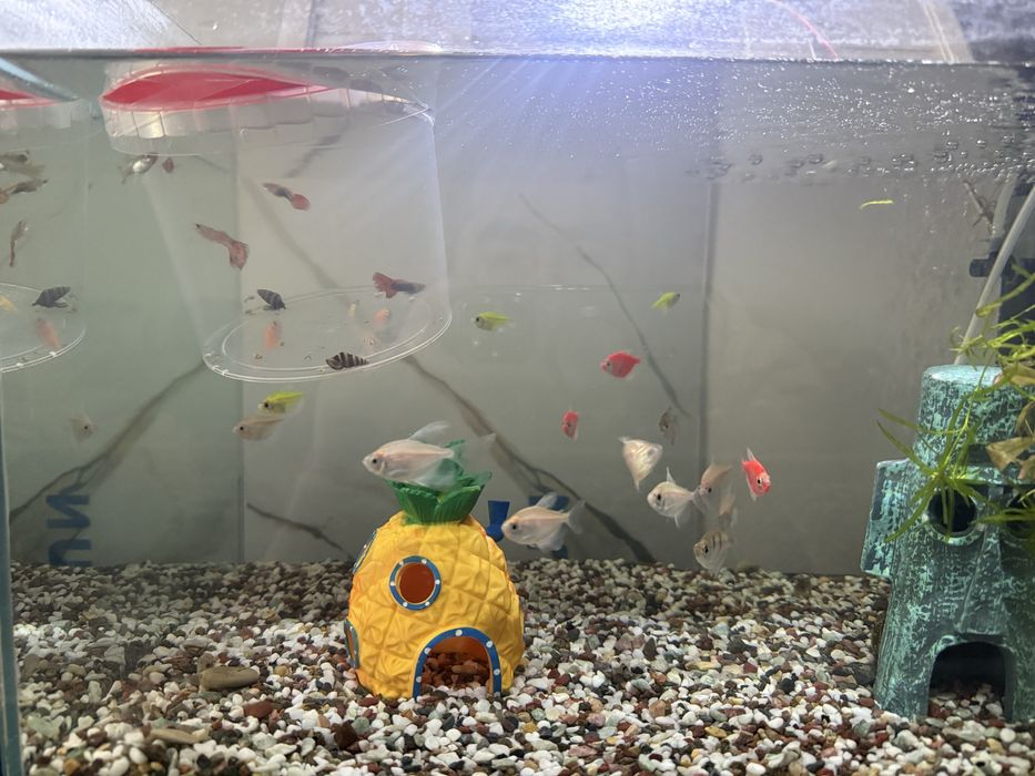 Рыбы Тернеции обмен рыбы, аквариум тернеции