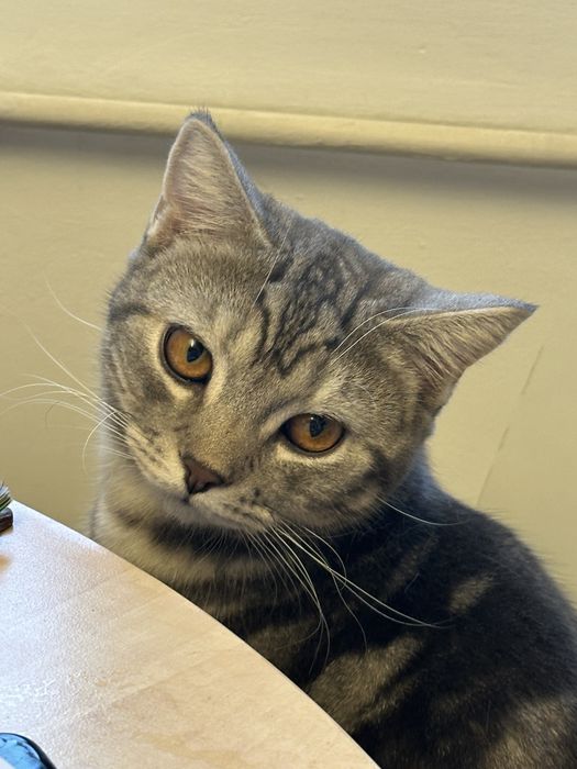 Pisic gratuit, pentru adoptii