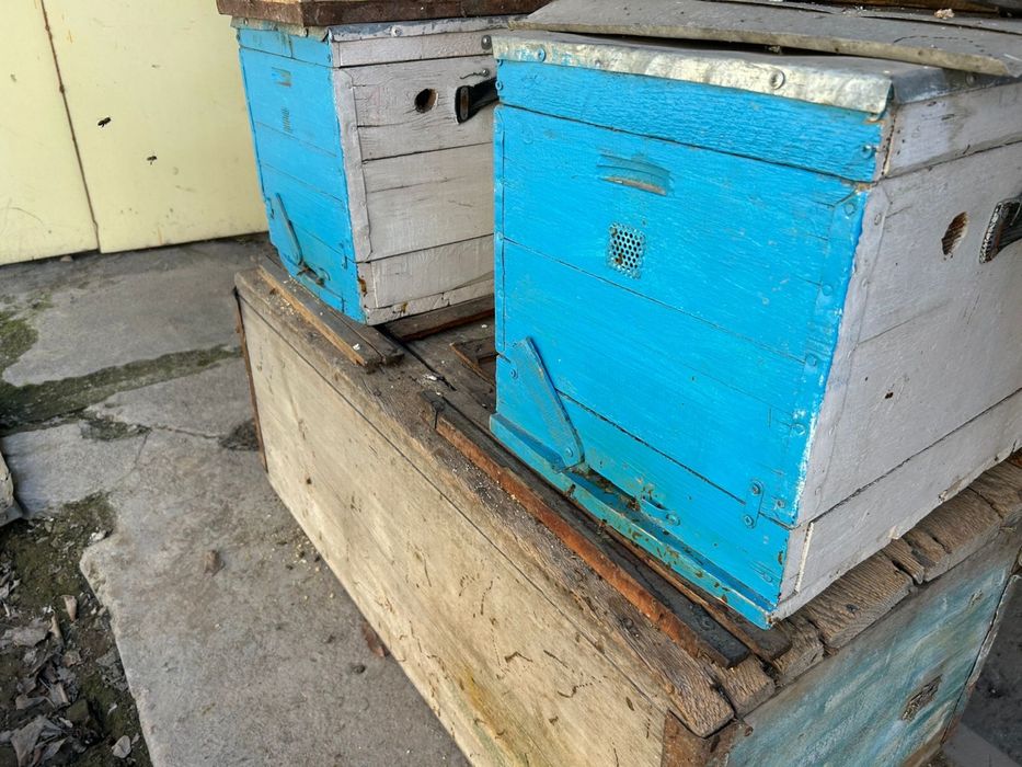 Пчелы два улика.