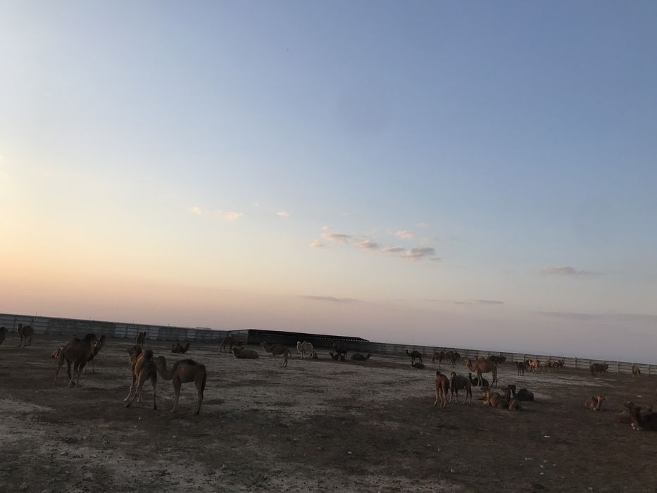 Кора, фазенда, бордах