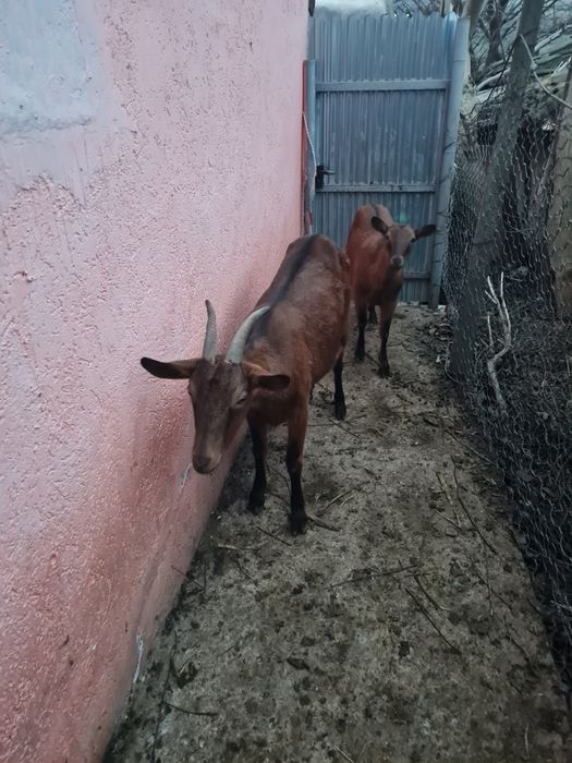 Vând 2 capre Alpin Francez