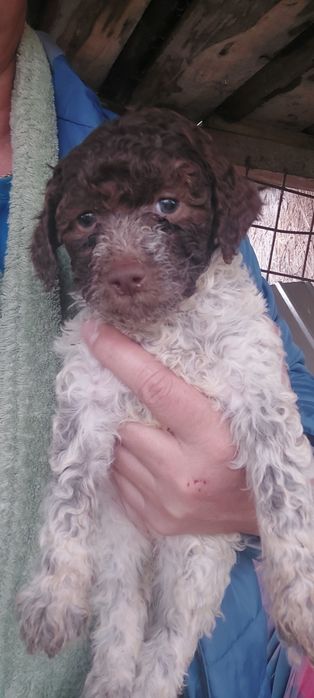 Fetiță Lagotto romagnolo
