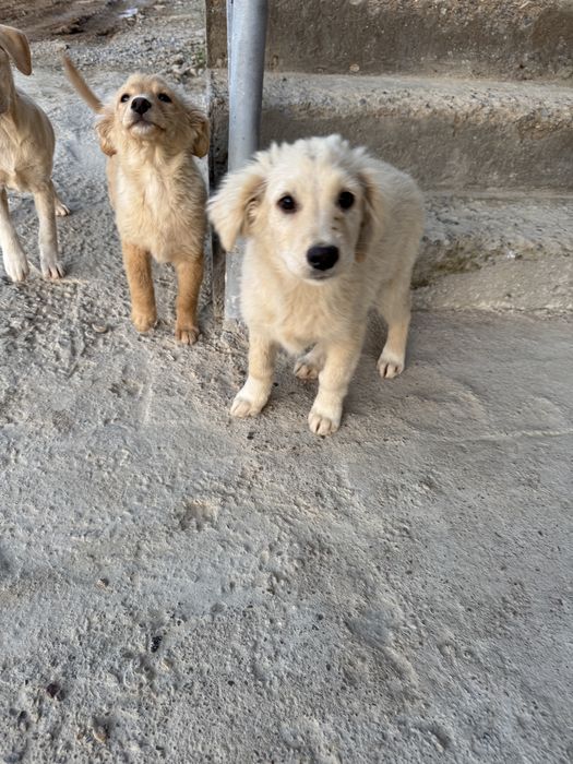 Шенки 3 месяца самцы, привитые,