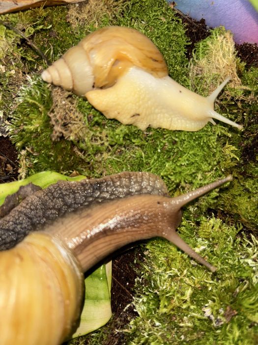 Отдам даром улиток Ахатин гигантских (молодые и взрослые)