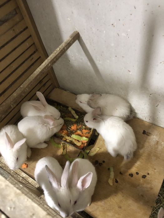 Quyon bolalari sotiladi hikol zotli