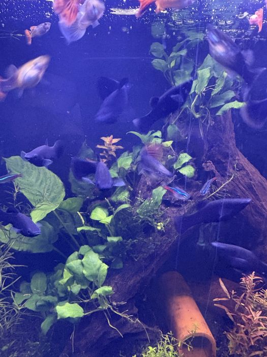 Se dau 4 molly negre