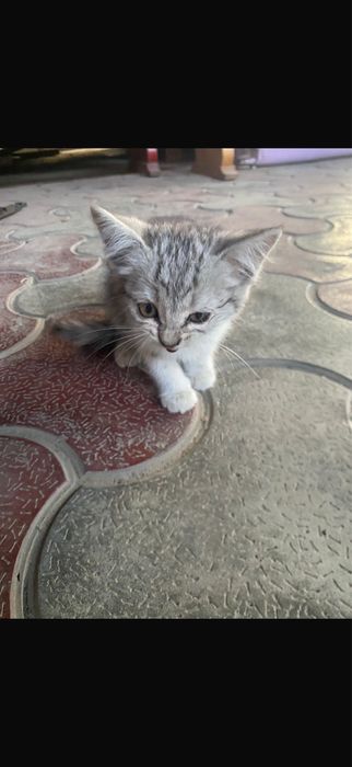 Отдам в добрые руки. Девочка котенок