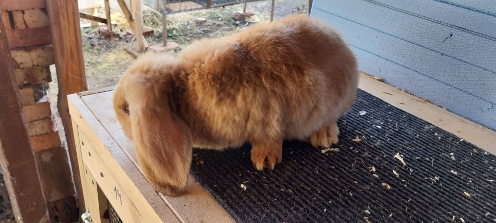 Френски кочоват заек зайци