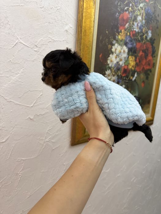 Йоркширски териер мини мъжки йорки