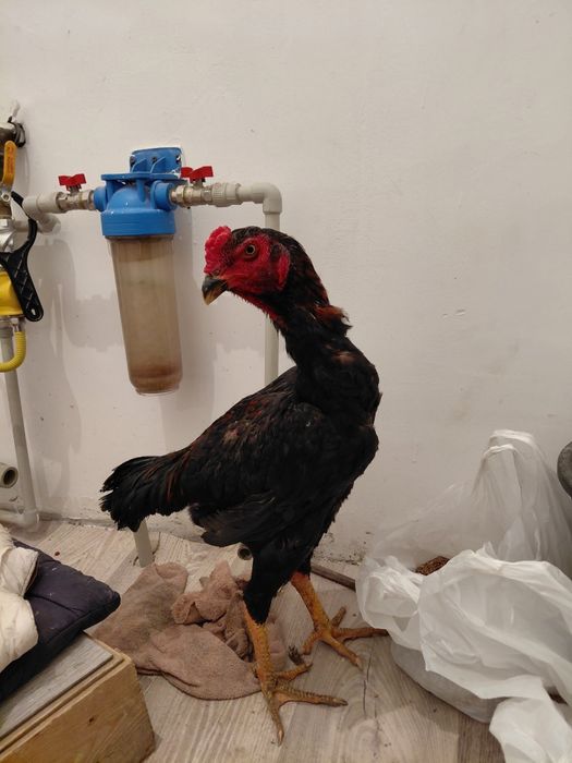 Дакан қораз майский