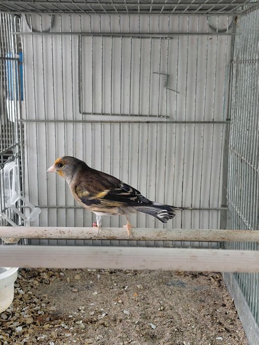 Vand canari Eforie Sud