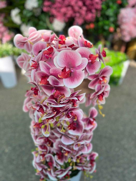 Декоративные деревья — для гостиной и кухни